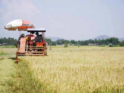 Cơ giới hóa đạt 95% trong các công đoạn sản xuất lúa.