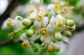 Nồng nàn hoa bưởi mùa hạ