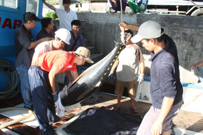 Cá ngừ đại dương được đưa ra khỏi khoang chứa.