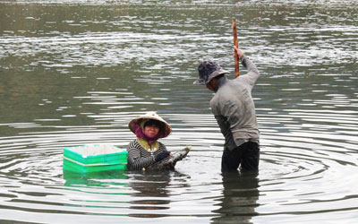 Một cặp vợ chồng xúc, đãi sò ở cửa sông Quán Trường.