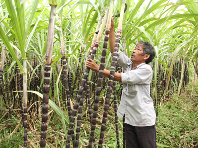 Mía tím – một trong những cây trồng chủ lực ở Khánh Sơn.