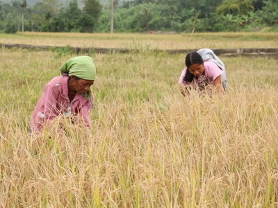 Đồng bào Raglai ở Khánh Sơn thu hoạch lúa nước.