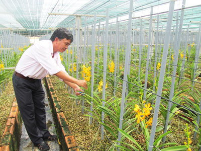 Lan nở rộ tại vườn.