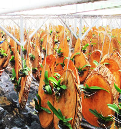 Lan Ngọc Điểm được cấy trên các thớt gỗ.