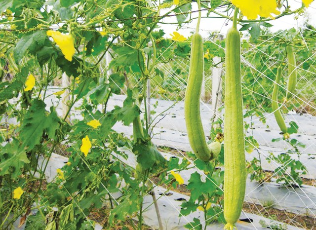 Quả mướp - Thuốc quý mùa hè