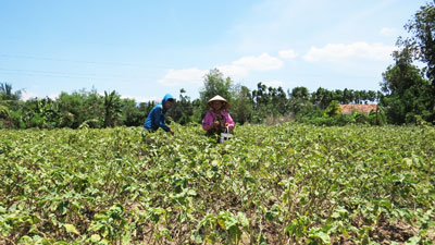 Nhờ chuyển đổi cây trồng phù hợp, gia đình bà Nguyễn Thị Tẩn, thôn Phú Văn ổn định đời sống.