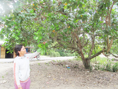 Hạn hán gây mất mùa khiến vụ điều kết thúc sớm.