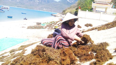 Cẩn trọng khi uống nước rong mơ