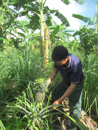 Dứa Cayenne hứa hẹn mang lại nhiều lợi ích cho người trồng.
