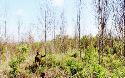 Cây keo chết hàng loạt trên núi Hòn Ngang.