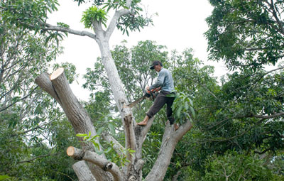 Nỗi niềm xoài Cam Lâm