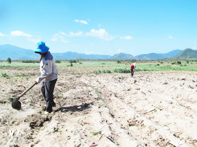 Ninh Hòa: Mía, mì héo hắt vì hạn