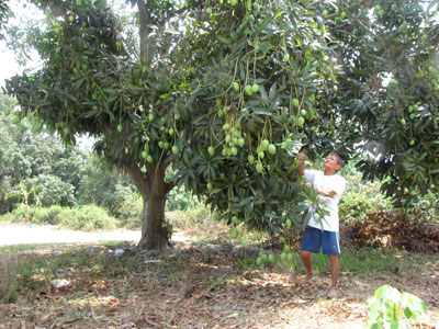 Những vườn xoài được đầu tư đúng hướng góp phần mang lại thu nhập cho nhiều hộ dân ở Cam Lâm (Ảnh chụp tại xã Cam Thành Bắc).