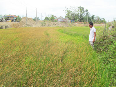 Nhiều diện tích lúa Hè Thu tại Ninh Hòa đang bị cháy