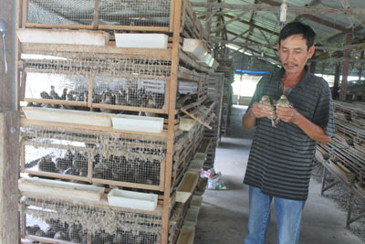 Nuôi chim cút mang lại thu nhập ổn định cho gia đình ông Phước. 