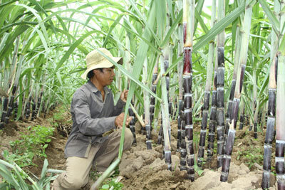 Diện mạo mới ở vùng cao