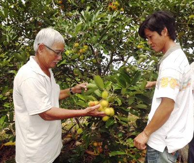 Ông Phạm Trự chia sẻ kinh nghiệm chăm sóc cây ăn quả.