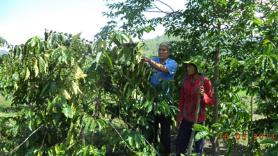 Nhiều hộ gia đình tại Khánh Sơn đã thoát nghèo, vươn lên làm giàu nhờ cây cà phê.
