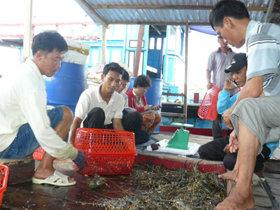 Thu hoạch tôm hùm tại đảo Bình Ba, TP. Cam Ranh