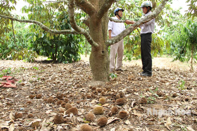 Trái non rụng đầy gốc.