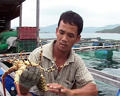 Nuôi tôm hùm ở Vạn Ninh