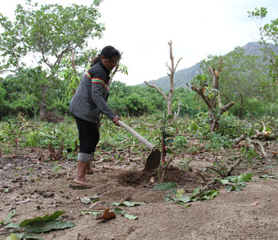 Chị Cao Thị Xuân chăm sóc vườn cây mới trồng