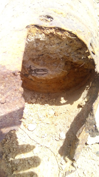 Rỉ sét làm lộ phía trong thân bom.