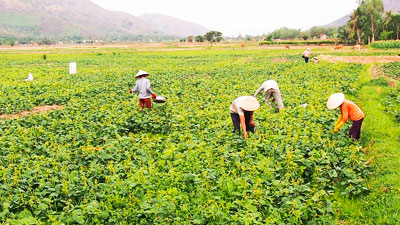 Sáng tạo trong lãnh đạo phát triển kinh tế