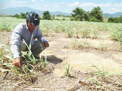 Bệnh trắng lá mía tiếp tục lây lan tại Ninh Sim (Ninh Hòa).
