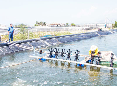 Anh Lê Quang Toàn (trên bờ) trở thành tỷ phú nhờ nuôi tôm.