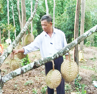 Mặc dù tuổi cao, ông Bích vẫn hăng hái lao động sản xuất.  Ảnh: ANH TUẤN