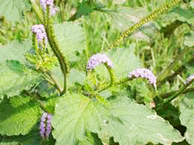 Cứu sống bệnh nhân bị ngộ độc nước lá cây vòi voi