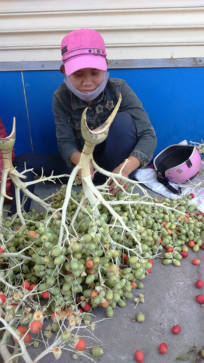 Một thương lái đang thu gom cau cảnh. 