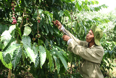 Cà phê, một trong những loại cây trồng cho thu nhập cao ở Khánh Sơn