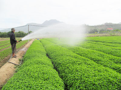 Sản xuất rau tại thôn Đắc Lộc