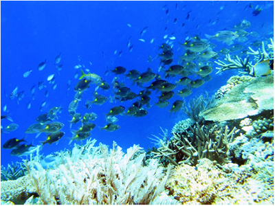 Vùng biển Khánh Hòa có tính đa dạng sinh học cao