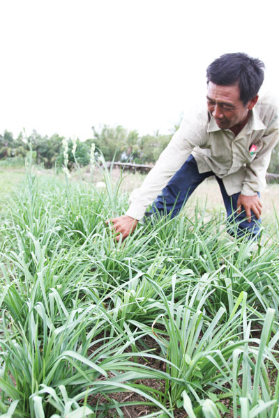 Ông Hùng chăm sóc ruộng hoa huệ trồng theo mô hình cấy mô