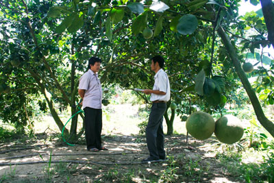 Ông Triệu Văn Dũng (bên trái) lo lắng vườn bưởi da xanh của gia đình ông sẽ tiếp tục bị hái trộm. 