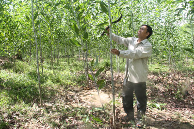 Người dân Khánh Vĩnh chăm sóc cây keo