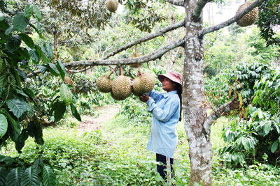 Giá các mặt hàng nông sản biến động