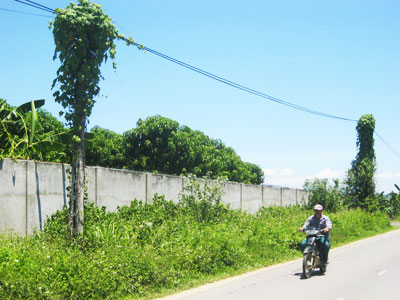 Trụ điện bị dây leo bao phủ