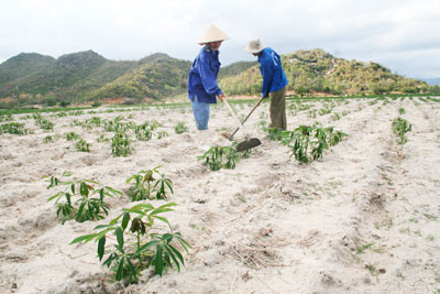Cam Lâm: Nguy cơ thiếu giống cây trồng