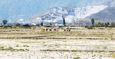 Đồng Cói bỏ hoang...