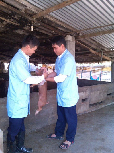 Chủ động phòng, chống dịch heo tai xanh