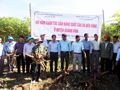 Khánh Vĩnh: Mô hình giống mì mới khả quan