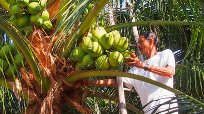  Cây dừa đang mang lại hiệu quả kinh tế cao cho người dân xã Vạn Thọ