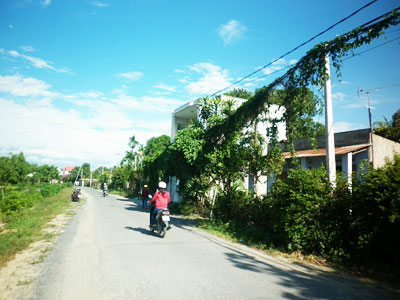 Dây leo phủ kín dây điện