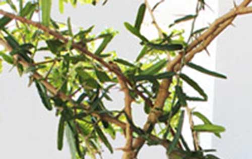 Cây xáo tam phân đã cạn kiệt trong tự nhiên