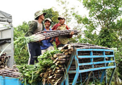 Thu hoạch mía tím