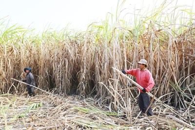 Người trồng mía mong được hỗ trợ cụ thể